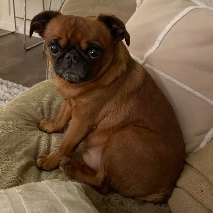 Un Griffon Bruxellois assis sur un canapé 