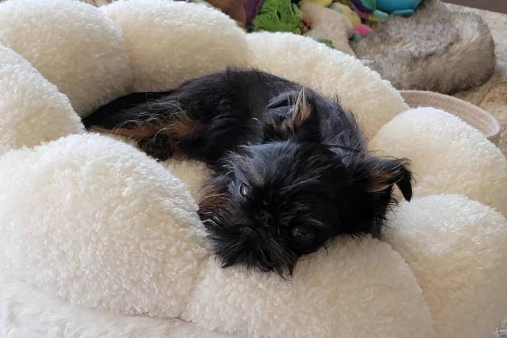 Un Griffon Bruxellois allongé dans un panier et semblant détendu 