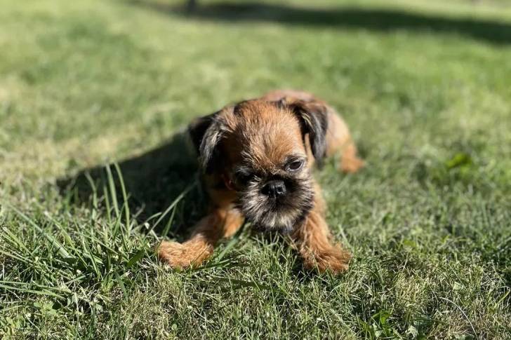 Un Griffon Bruxellois allongé sur un terrain herbeux et semblant détendu 