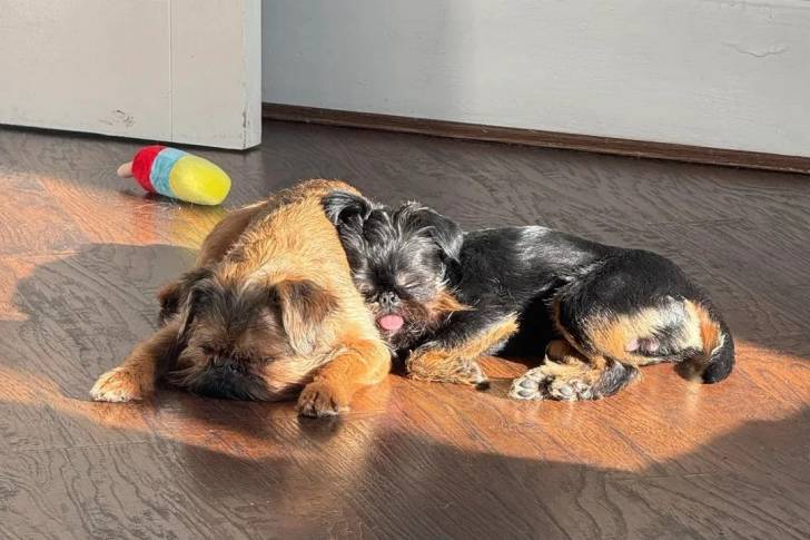 Deux Griffon Bruxellois allongés sur un plancher et semblant tous deux dormir 