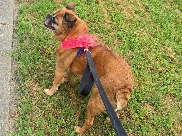 Un Griffon Bruxellois sur un terrain herbeux et qui est tenu en laisse 