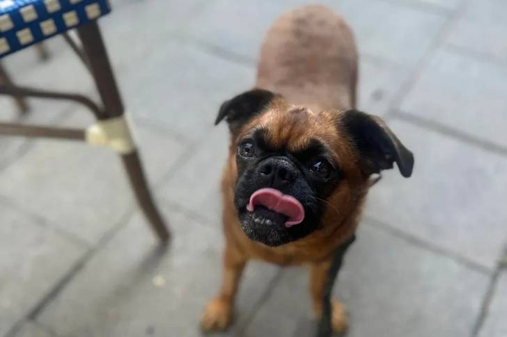 Un Griffon Bruxellois sur un sol pavé et qui est tenu en laisse 