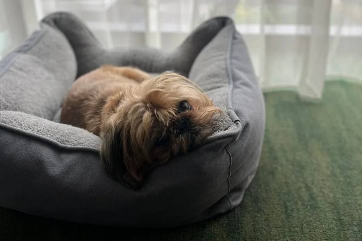 Un Griffon Bruxellois allongé dans un panier et semblant détendu 