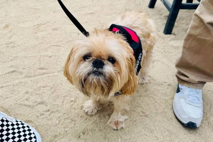 Un Griffon Bruxellois sur une surface sableuse et qui est tenu en laisse 