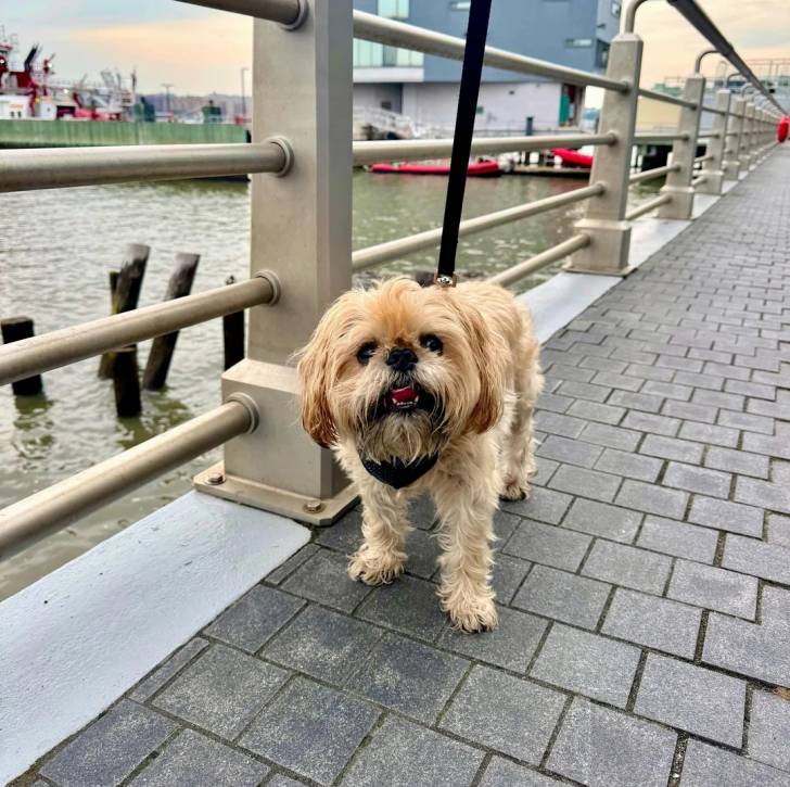 Un Griffon Bruxellois sur un sol pavé et qui est tenu en laisse 