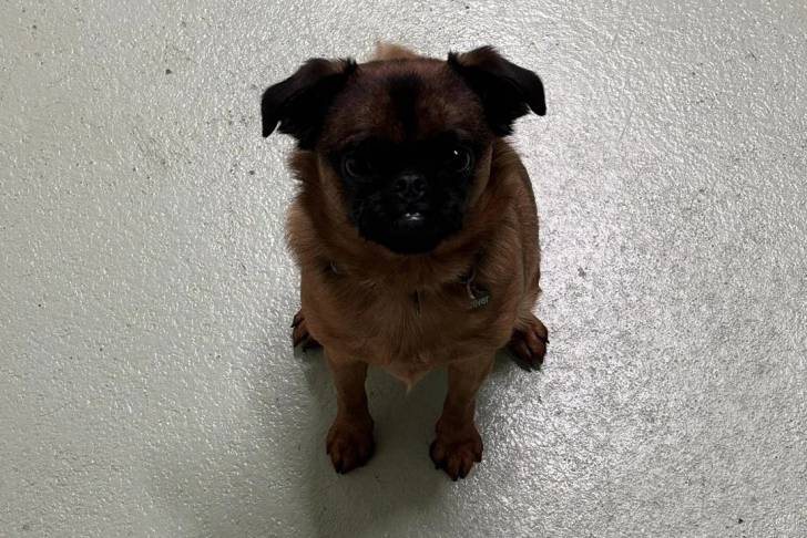 Un Griffon Bruxellois assis sur une surface bétonnée et regardant vers la caméra 