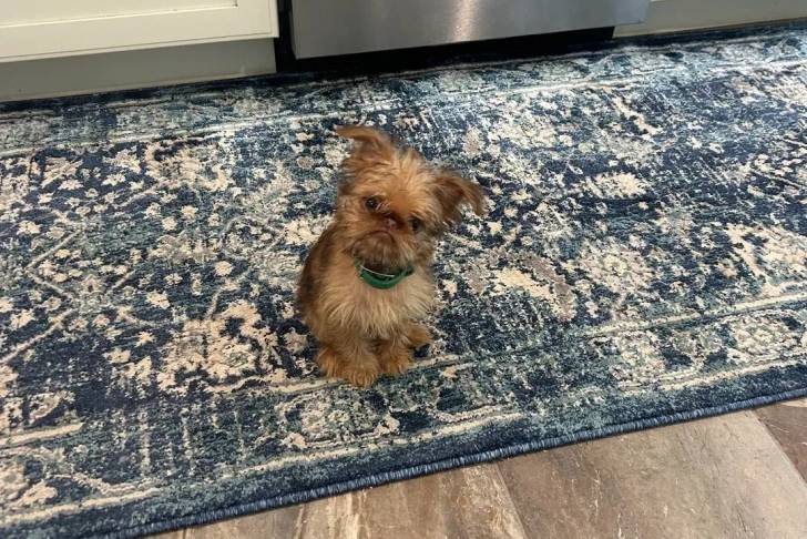 Un Griffon Bruxellois assis sur un tapis et portant un collier autour du cou