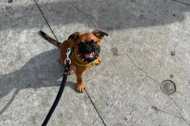 Un Griffon Bruxellois sur une surface bétonnée et qui est tenu en laisse 