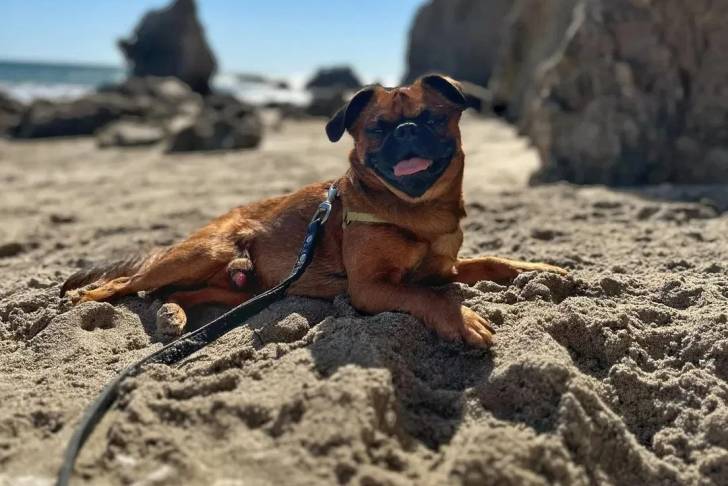 Un Griffon Bruxellois allongé sur une surface sableuse et qui est tenu en laisse 