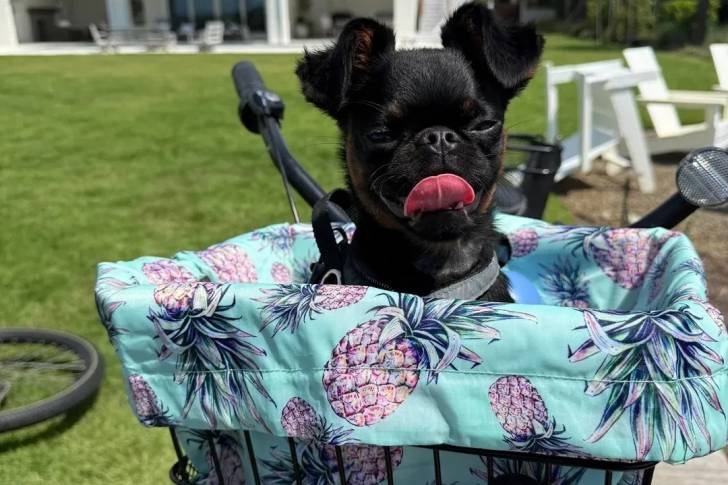 Un Griffon Bruxellois dans le panier d'un vélo et tirant la langue 