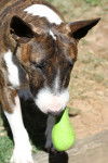 Photo Bull Terrier Miniature