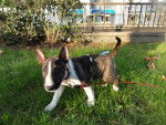 Photo Bull Terrier Miniature