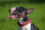 Photo Bull Terrier Miniature