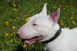 Photo Bull Terrier Miniature