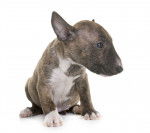 Photo Bull Terrier Miniature