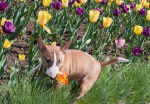 Photo Bull Terrier Miniature
