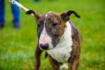 Photo Bull Terrier Miniature