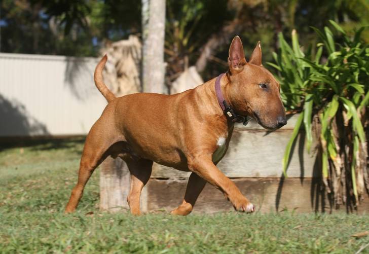 Photo Bull Terrier Miniature