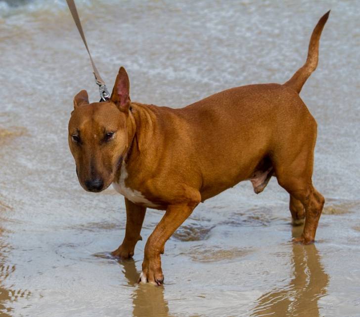 Photo Bull Terrier Miniature