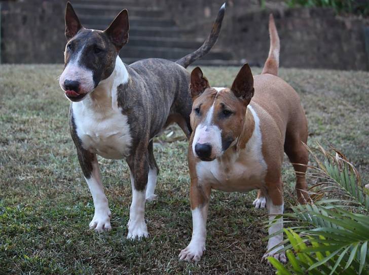 Photo Bull Terrier Miniature