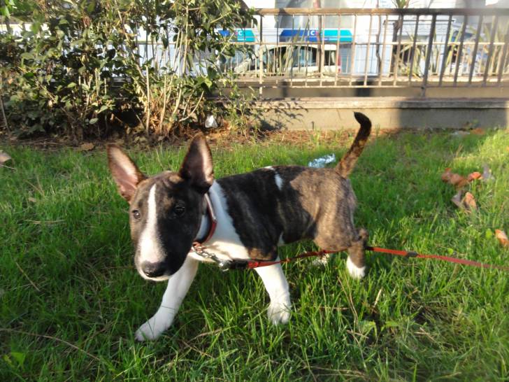 Photo Bull Terrier Miniature
