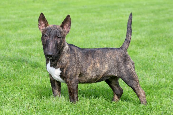 Photo Bull Terrier Miniature