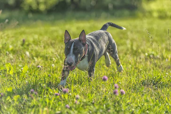 Photo Bull Terrier Miniature