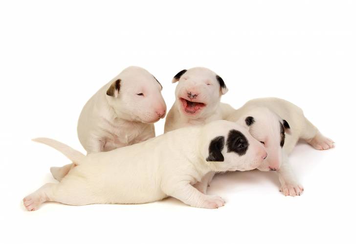 Photo Bull Terrier Miniature