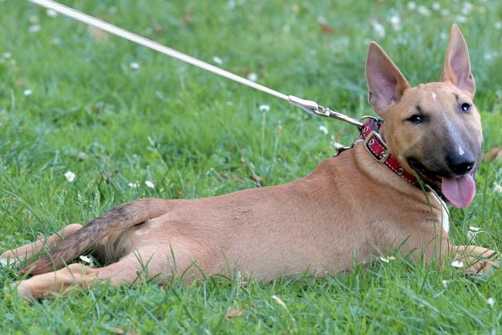 Photo Bull Terrier Miniature