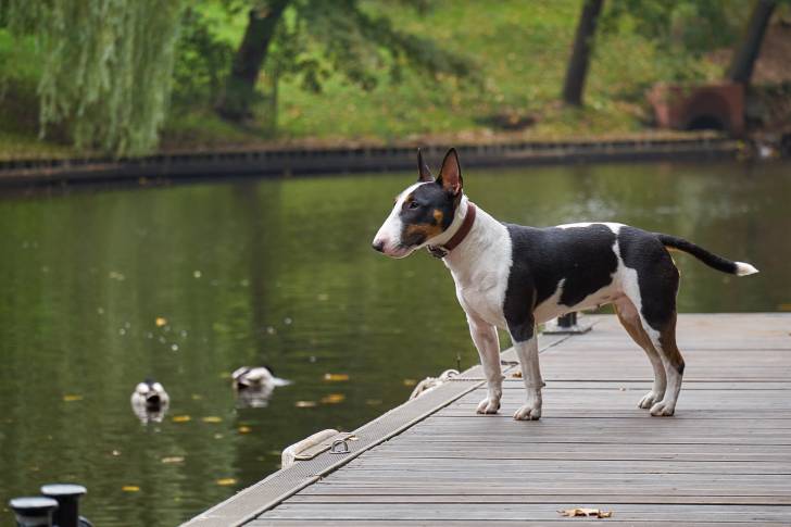 Photo Bull Terrier Miniature