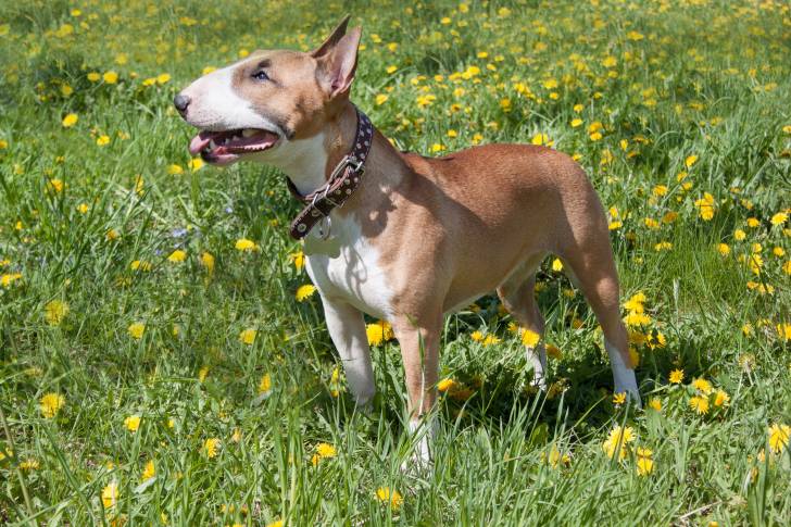 Photo Bull Terrier Miniature