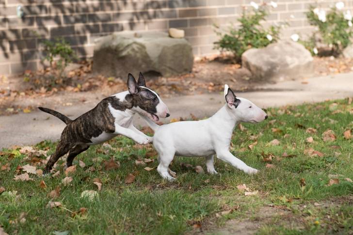 Photo Bull Terrier Miniature