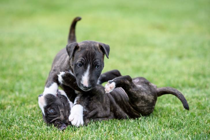 Photo Bull Terrier Miniature