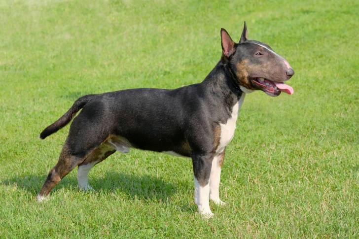 Photo Bull Terrier Miniature