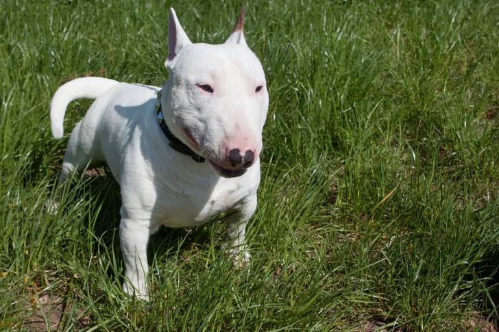 Photo Bull Terrier Miniature