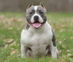 Photo American Bully