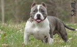Photo American Bully