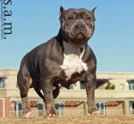Photo American Bully