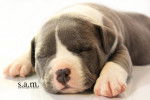 Photo American Bully