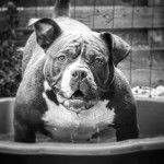 Prada - American Bully