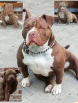 Prada - American Bully