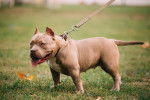 Photo American Bully