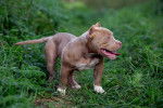 Photo American Bully