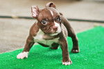 Photo American Bully