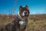 Photo American Bully