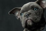 Photo American Bully