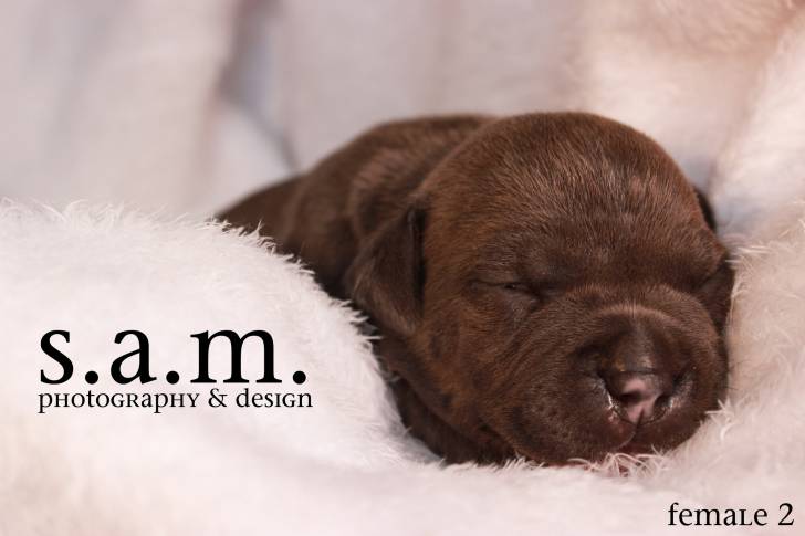 Photo American Bully