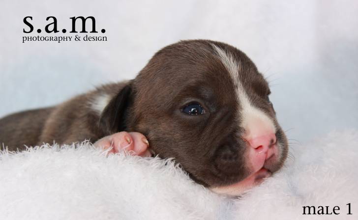 Photo American Bully
