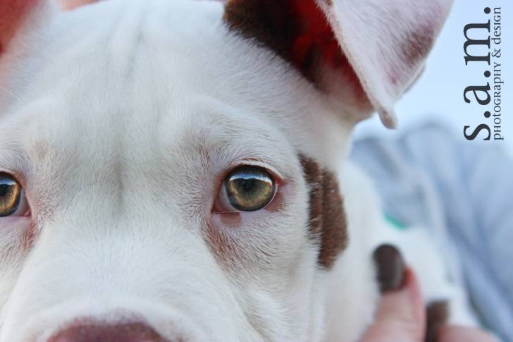 Photo American Bully