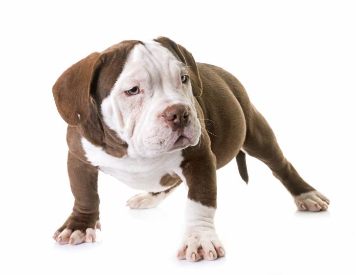 Photo American Bully